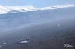 Pinguins parecem se esquentar no vapor da água vulcânica na praia de Deception Island, na Antártida